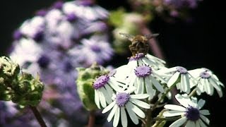 GRAN CANARiA  FLORA Y FAUNA  FLOR DE MAYO [upl. by Yrad835]