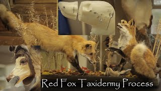 Mounting a Lifesize Fox Red Foxes Playing Taxidermy Process Altering a Manikin Form Finish Work [upl. by Ashok]