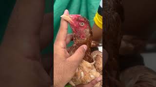 Lakhi aseel madivarilvideo aseelmurga birds murgha aseelroster animals [upl. by Konyn170]