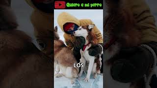 101 🚀 ¡Descubre el Mushing El Deporte con Perros que Te Sorprenderá 🐕❄️ Quieroamiperro ❤️ [upl. by Zeculon573]