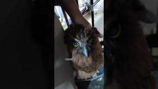 My Baby  Buffy Fish Owl🥰 [upl. by Aleet]