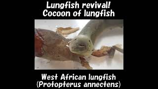 肺魚復活！Lungfish revival！Cocoon of lungfish P annectens Living fossil！Shorts ≫ 加藤英明【公式】かとチャン [upl. by Annanhoj]