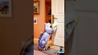 Cat clean a home cat cleaning home shorts [upl. by Lirrehs]