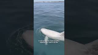 How to see dolphins in Portugal 🐬💦 lagos thingstodoinLagos shorts [upl. by Karlee]