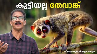 പാവമാണ് കുട്ടിത്തേവാങ്ക് Slow loris  Slender loris Facts animals animalfacts vijayakumarblathur [upl. by Gower]