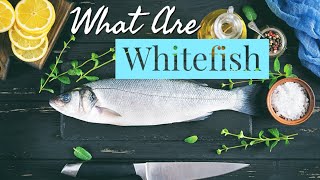 What is Whitefish  History  Cooking  The Types and Much MORE [upl. by Bhatt293]