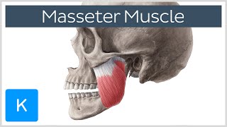 Masseter Muscle Origin Insertion Innervation amp Function  Anatomy  Kenhub [upl. by Ailegave]