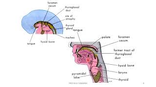 Head and neck 10  infrahyoid regoin [upl. by Atiniv]