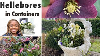 Planting Hellebores in Containers  The Swiss Garden [upl. by Cassiani]