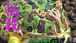 【えくりん】 ベルツノガエル 冷凍ワカサギ 給餌 何匹食べるかな？ 【Ceratophrys ornata】 [upl. by Nalahs]