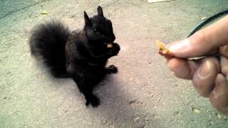 Feeding and petting a friendly black squirrel [upl. by Aikkan394]