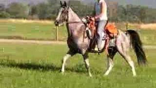 The Alias Tennessee Walking Horse [upl. by Hollis]