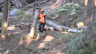 Arborist Training Institute Japan helping to preserve Giant Sequoia Trees [upl. by Ettinger]