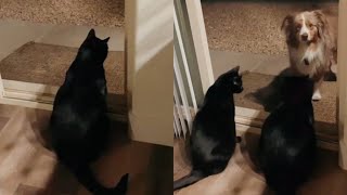 Talkative Cat Calls Dog And He Responds [upl. by Granville]