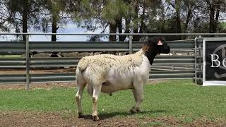 LOT 26  DORPER RAM 221092 [upl. by Engis]