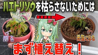 食虫植物 ハエトリソウを買った初心者さん必見！これでもう枯らしません！植え替え＆最強の育て方紹介 2022年最新版 【食虫植物TV】 [upl. by Leiand]