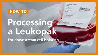 How to Process a Leukopak for Downstream Cell Isolation [upl. by Macgregor]