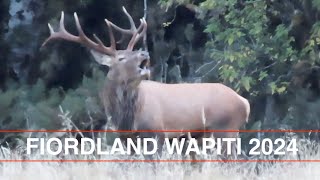 Fiordland Wapiti Madness Best Deer Hunt Ever Lower Glasnock 2024 Hunting NZ Hunting New Zealand [upl. by Letsirhc]