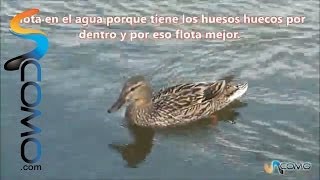 Cómo nadan los patos [upl. by Norrad]