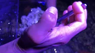 Bubble Tip Anemone Extraction [upl. by Imeon]