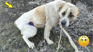 The dog was starving next to the motionless puppies But a miracle happens [upl. by Story]