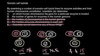 Somatic cell hybridization [upl. by Nilahs]