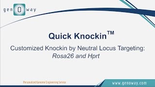 genOway  Quick Knockin by targeting Rosa26 or Hprt [upl. by Noitsirhc]