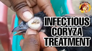 Infectious Coryza Treatment and How to OverCome It [upl. by Ahon17]