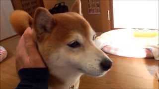 柴犬ひかいち 散歩前のおしゃべり Shiba speaks [upl. by Aikim931]