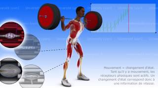 Proprioception musculotendineuse et articulaire [upl. by Nileuqaj]