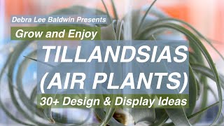 Tillandsias air plants 30 Design and Display Ideas [upl. by Czarra]