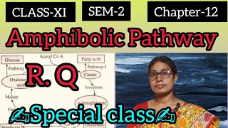 CLASS  11💥 SEM2📚 Chapter12✍️🔜 Amphibolic Pathway🔄 amp RQ🚀 in bangla 💯 [upl. by Averil880]