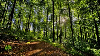 🌳 4K  Relaxing Nature Sounds For Stress Relief Forest Sounds Bird Song [upl. by Ralyks]