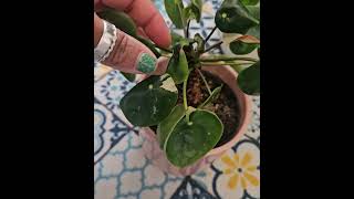 Variegated Pilea Peperomoides [upl. by Craven]