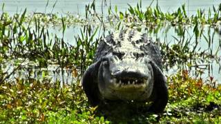 How fast is an American Alligator [upl. by Allehcim505]