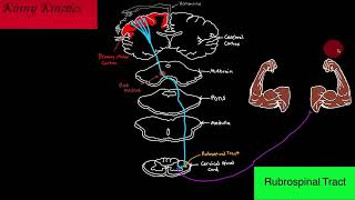 Rubrospinal Tract Motor Pathway [upl. by Aieka222]