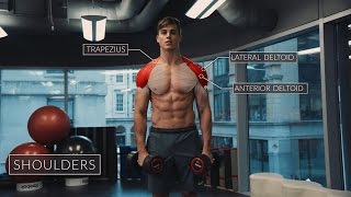 Exercise Anatomy Shoulders Workout  Pietro Boselli [upl. by Iruahs]