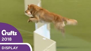 The Gundogs put on a Banging Display at Crufts 2018 [upl. by Ilene775]