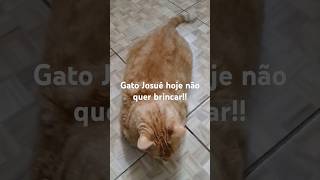 Gato Josué com preguiça cat gatos gatopreto pets petsvlog petlovers gato [upl. by Naenej]