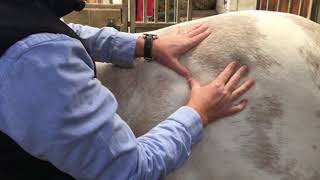 Horse Massage Therapy  Hip Pain and Dysfunction [upl. by Jacey]