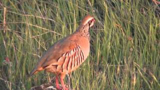 Red legged partridgeAlectoris rufa in SerenaExtremadura [upl. by Alaine]