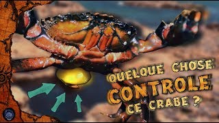 🐚 Ce parasite qui contrôle et transforme les crabes 🐚 [upl. by Eilagam]