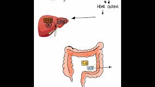 Vibrant Journey Bilirubin Metabolism Explained in 1 Minute  Medical Shorts [upl. by Eintroc]