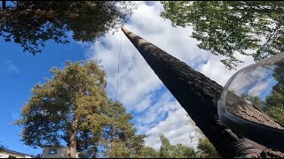 Climbing and falling 2 Pines and a Birch husqvarna 357xp treework arborist [upl. by Saxela]