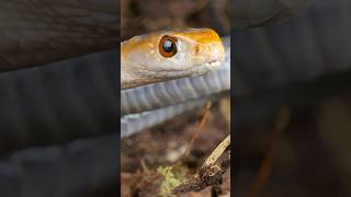 Coastal Taipan  The secondlongest venomous snake in Australia poisonousanimals dangerouswildlife [upl. by Yecac428]