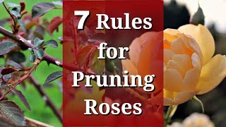 7 Rules for Pruning Roses [upl. by Ainegue]