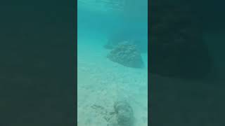 Snorkeling in Moorea French Polynesia [upl. by Notsob]