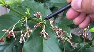 Explained Arabica Coffee Plant Self Pollination amp Robusta Cross Pollination 12OCT21 API  299 [upl. by Kirven]