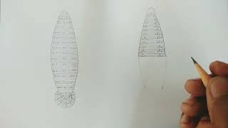 leech  how to draw leech  annelida  hirudinea  leechannelidahirudinea [upl. by Early]