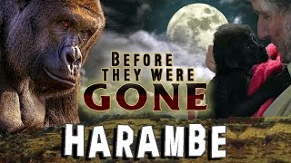 HARAMBE  Before They Were GONE [upl. by Aihsenor411]